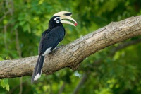 Zoborozec belolici - Anthracoceros albirostris - Oriental Pied-Hornbill o1780